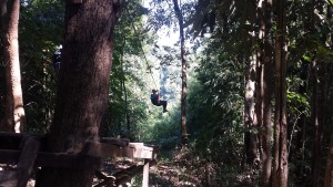 gibbon experience