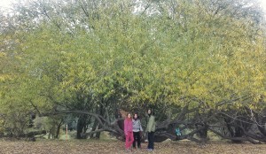 pic-nic-sous-un-arbre